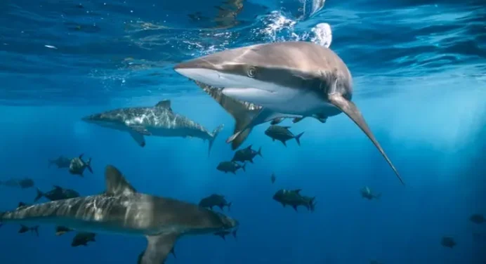 Dos tercios de los tiburones y rayas de arrecifes en peligro de extinción