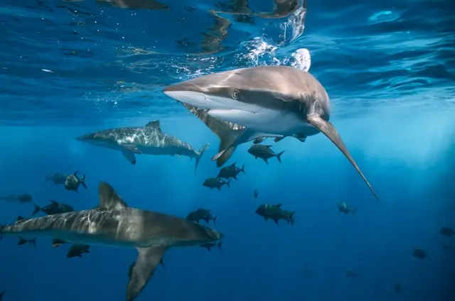 Dos tercios de los tiburones y rayas de arrecifes en peligro de extinción