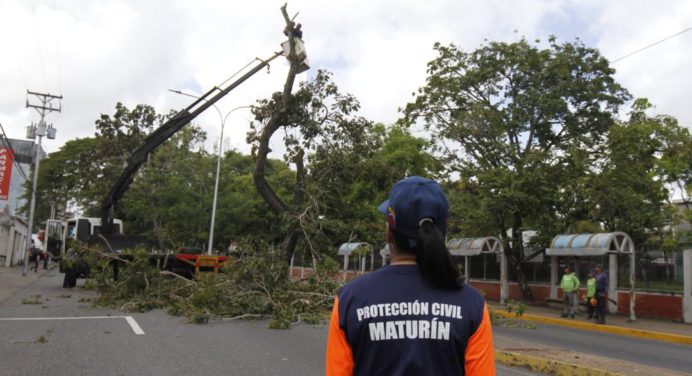 Municipalidad podó árboles para el resguardo de los maturineses