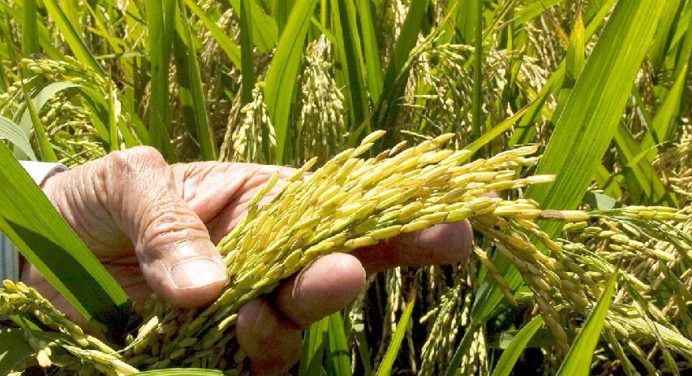 Fedeagro reporta baja en el consumo de arroz, azúcar y maíz