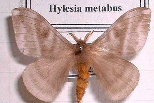 La palometa peluda (Hylesia metabus)