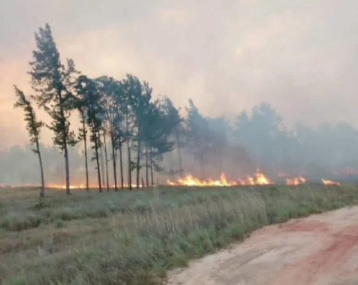 maderas del orinoco denuncio ante ministerio publico quemas criminales en bosque de uverito laverdaddemonagas.com uverito24.2