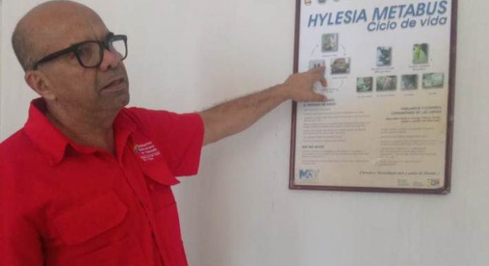 Salud Ambiental neutraliza 16 mil palometas peludas en Monagas