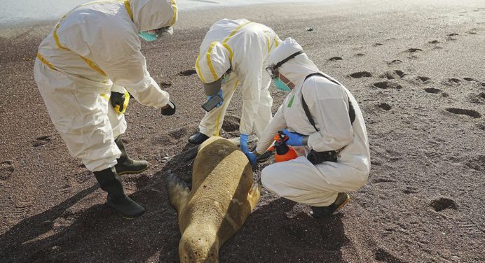 Más de 3 mil lobos marinos muertos en Perú por presunta gripe aviar