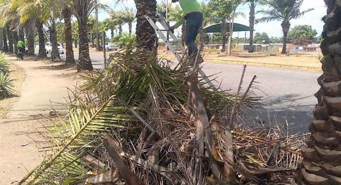 Realizan mantenimiento a palmas aceiteras y dátiles en avenidas Páez y El Ejército