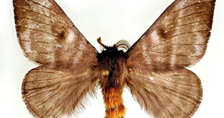salud ambiental capturo 16 mil especies de palometa peluda en monagas laverdaddemonagas.com palometa