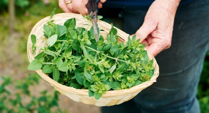 Conoce un Té que combate el cáncer de colon y alivia los dolores de la garganta