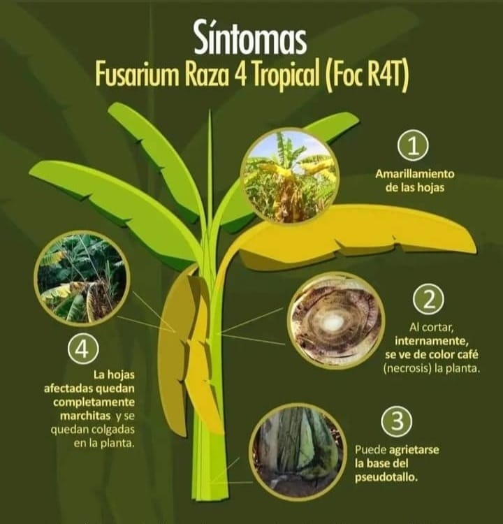 inicia plan preventivo de enfermedades en plantaciones del platano y el cambur en monagas laverdaddemonagas.com planta1