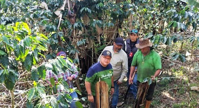 Inicia plan preventivo de enfermedades en plantaciones del plátano y el cambur en Monagas