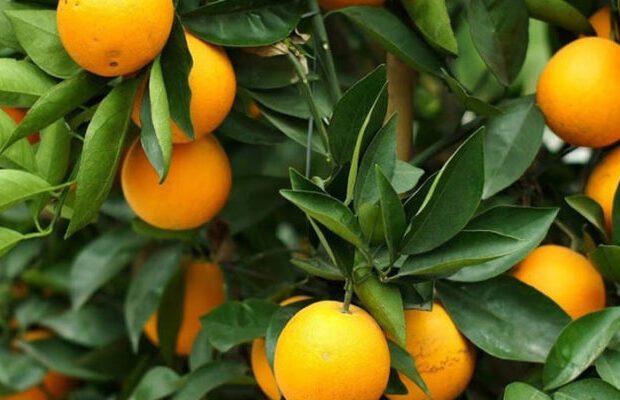 Las plantaciones de naranja y limón de los estados Carabobo y Yaracuy son las más afectadas por la enfermedad
