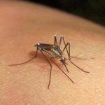 malaria