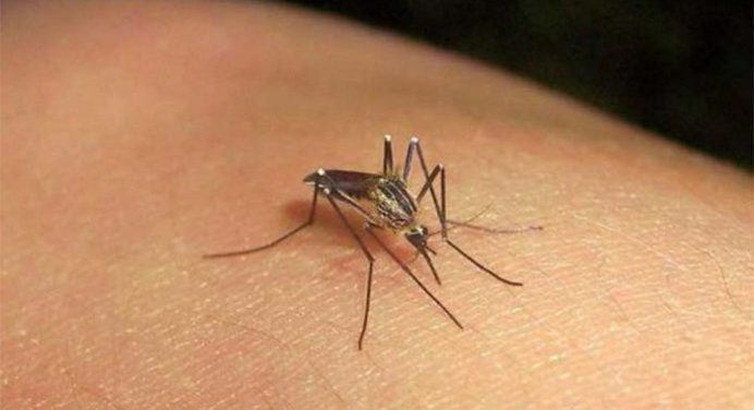 Ministerio de Salud reforzará cerco epidemiológico contra la malaria