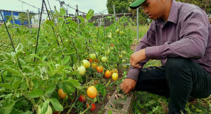 Minppau y Fundaproal producen tomate para el beneficio de casas de alimentación en Monagas