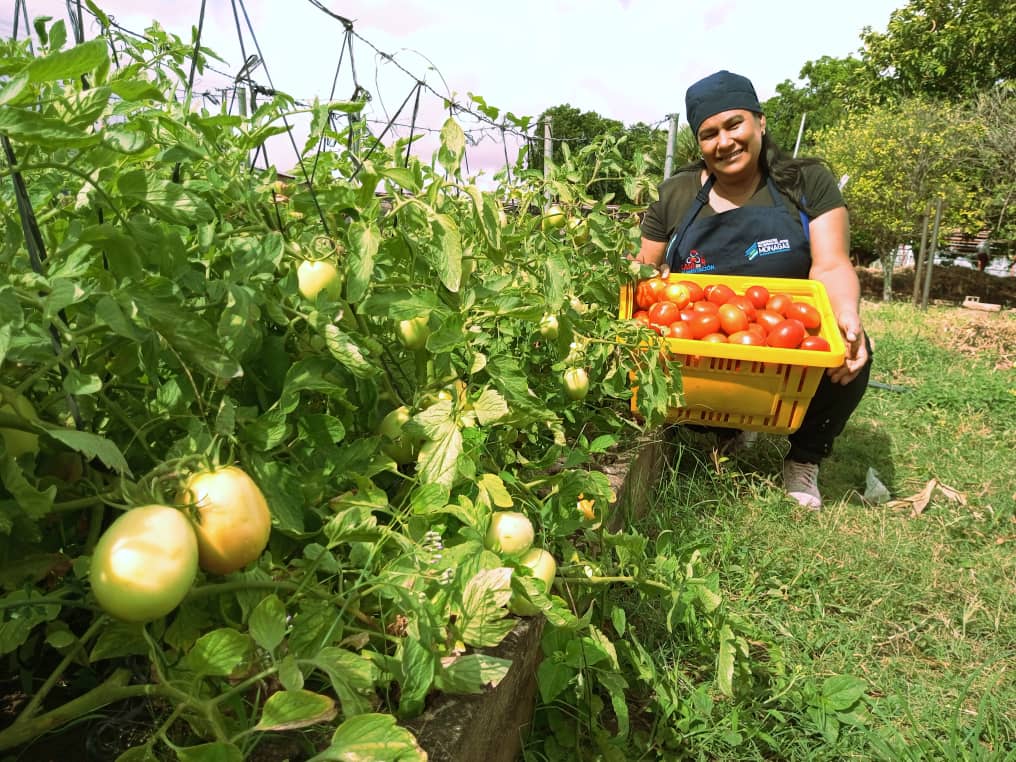 minppau y fundaproal producen tomate para el beneficio de casas de alimentacion en monagas laverdaddemonagas.com tomate2 1
