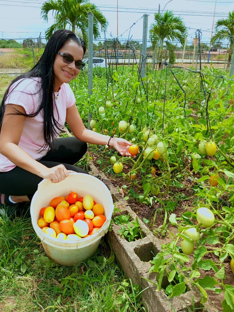 minppau y fundaproal producen tomate para el beneficio de casas de alimentacion en monagas laverdaddemonagas.com tomate3