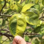 La producción nacional de naranjas y limones están en riesgo por la presencia del letal hongo.