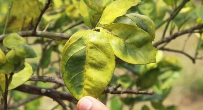 Más del 55% de la producción de naranja y limón está afectada por el Dragón Amarillo