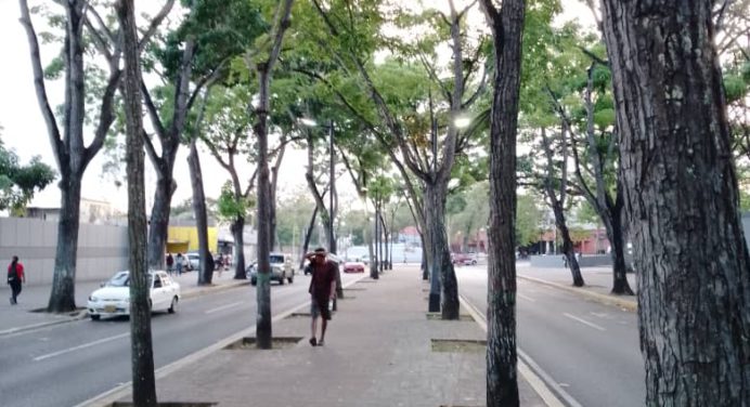 72 años de la siembra de los árboles de la avenida Bolívar de Maturín