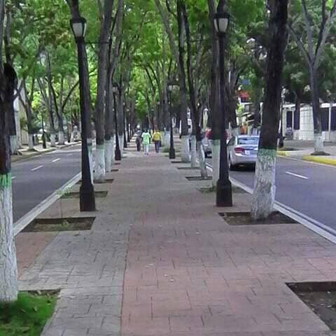 72 anos de la siembra de los arboles de la avenida bolivar de maturin laverdaddemonagas.com avbolivar22.3