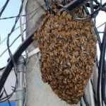 insolito enjambre de abejas africanas mata a 4 personas en nicaragua laverdaddemonagas.com thpub 700x400 139092