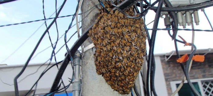 ¡Insólito! Enjambre de abejas africanas mata a 4 personas en Nicaragua