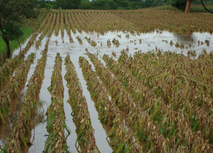 Onda tropical produce graves afectaciones en cultivos de maíz y arroz, advierte Fedeagro