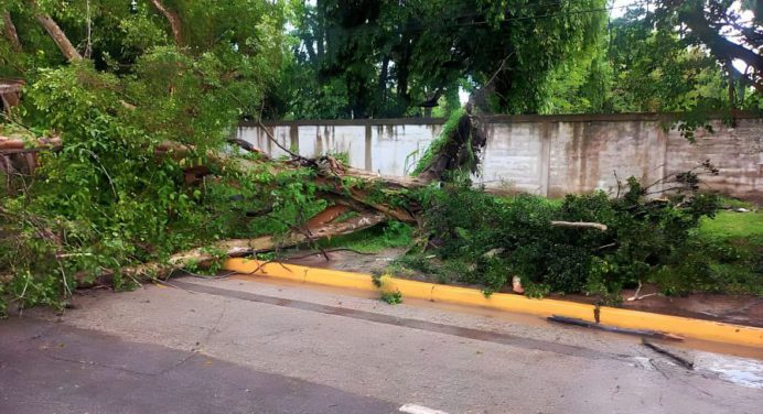 Árbol se cayó en la avenida Alirio Ugarte Pelayo de Maturín