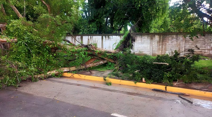 Árbol se cayó en Maturín este viernes