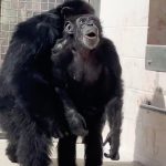 conmovedor el emotivo momento en el que una chimpance de 29 anos ve el cielo por primera vez laverdaddemonagas.com 649af57759bf5b4c7211b5a9