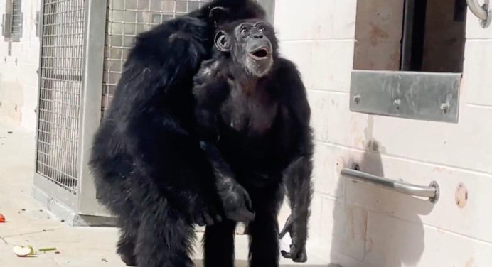¡Conmovedor! El emotivo momento en el que una chimpancé de 29 años ve el cielo por primera vez