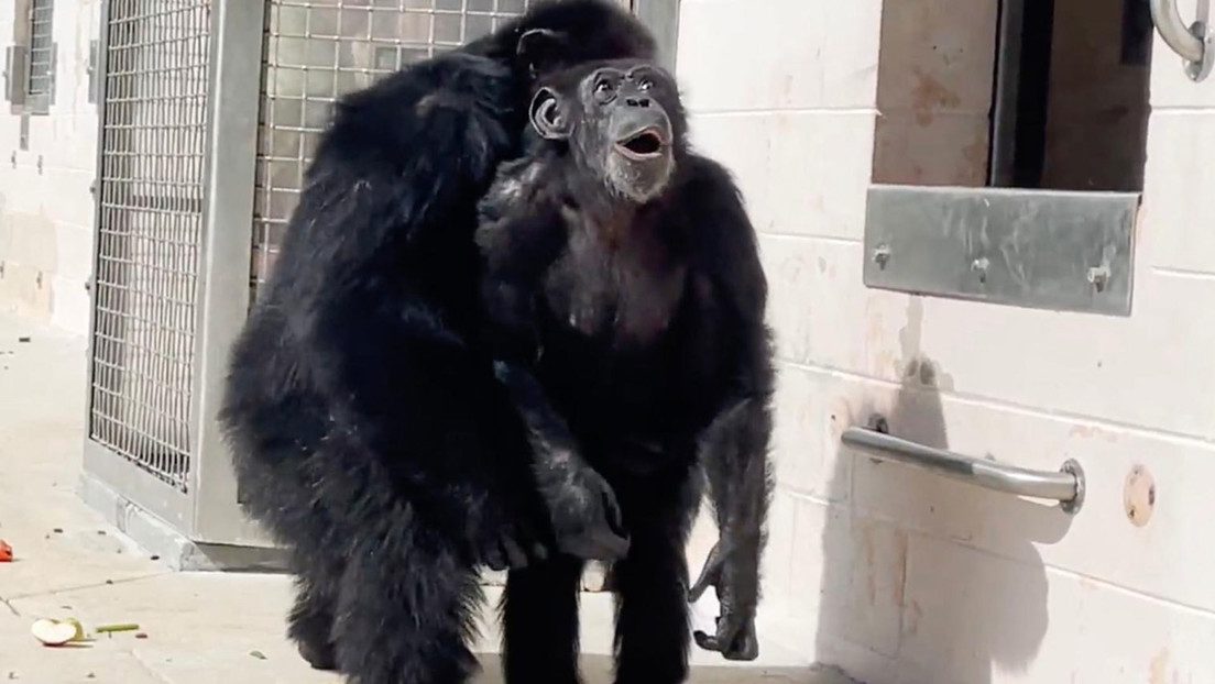 ¡Conmovedor! El emotivo momento en el que una chimpancé de 29 años ve el cielo por primera vez