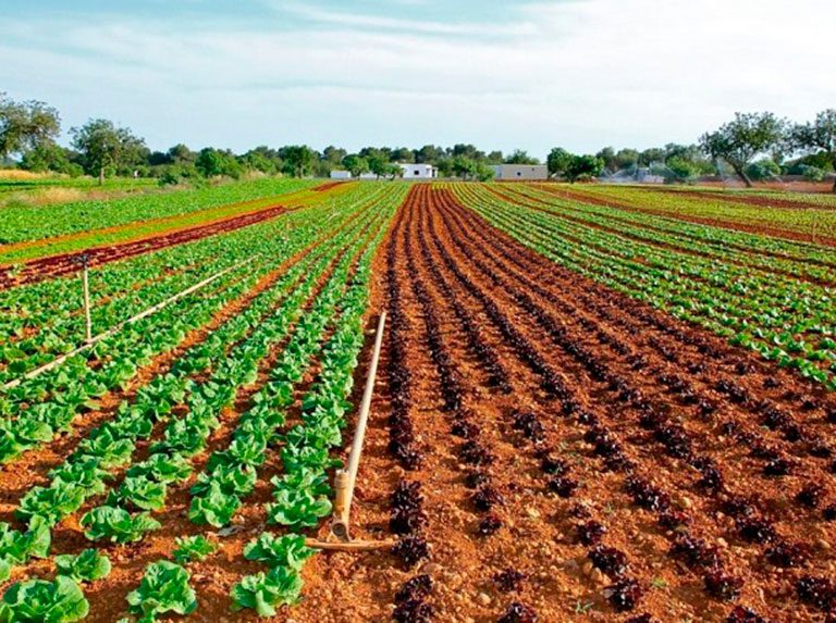hoy es dia mundial del suelo y la tierra fertil laverdaddemonagas.com suelo cultivado en venezuela.22.6.2023