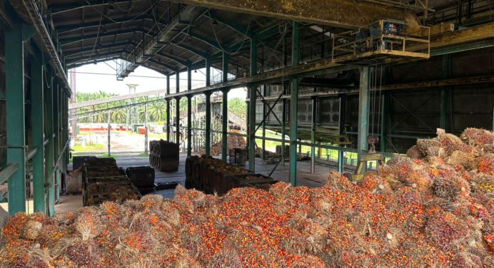 Opera con total normalidad la producción de palma aceitera en el Sur del Lago