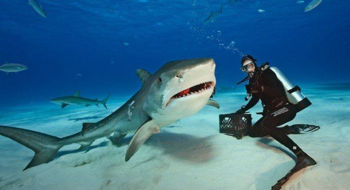 ¡Terrorífico! Un equipo de rodaje de Netflix fue atacado por tiburones tigre