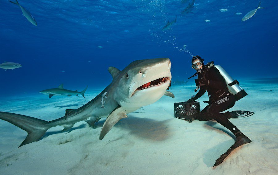 terrorifico un equipo de rodaje de netflix atacado por tiburones tigre laverdaddemonagas.com tiburon tigre 0