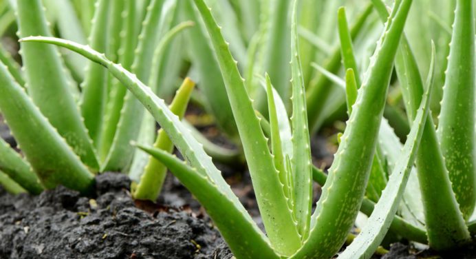 ¿Tienes sábila en tu jardín? Esto le pasará a tu cuerpo si tomas jugo de la planta milagrosa