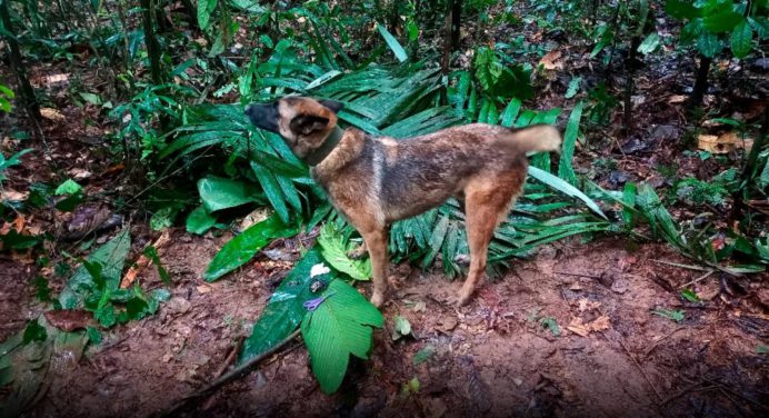 Wilson, el perro héroe no apareció