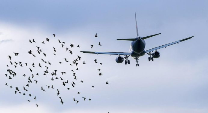 Caída del avión la produjo un ave que entró a los motores