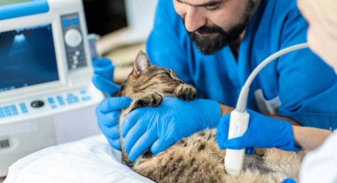 Efemérides. Día del Médico Veterinario