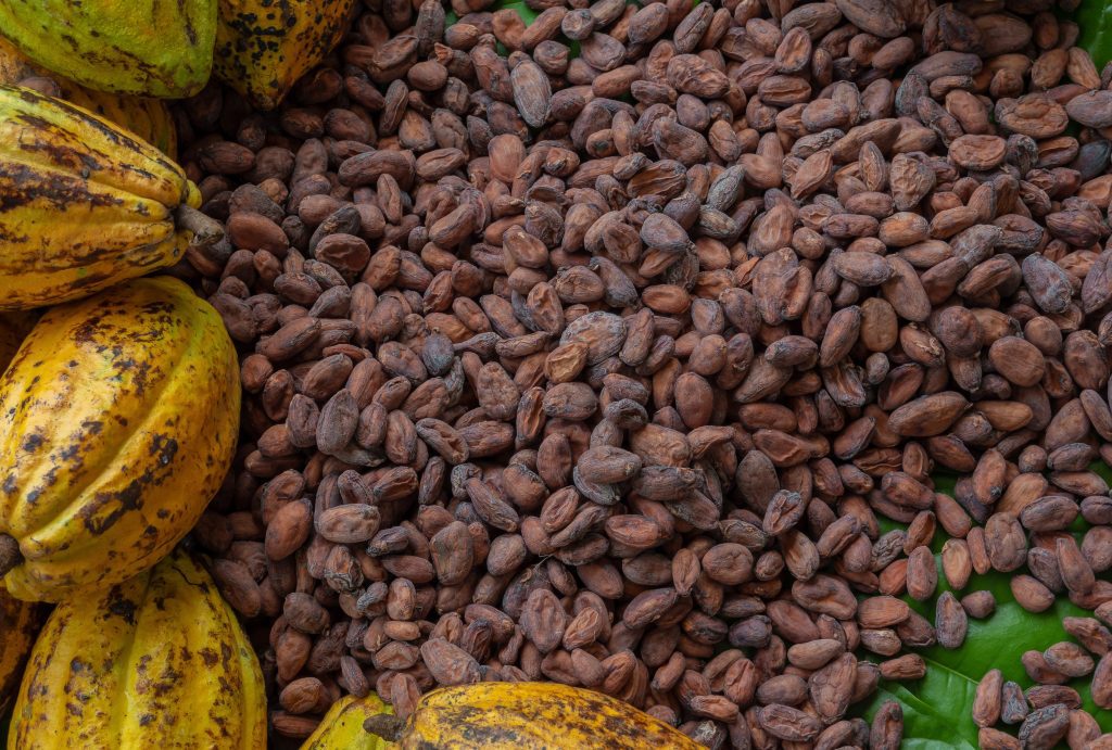efemerides dia mundial del cacao el ingrediente principal de la poderosa industria del chocolate laverdaddemonagas.com cacao el principal producto de la epoca colonial