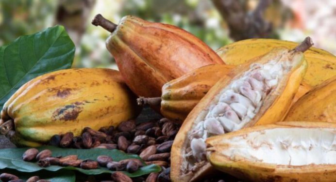 Efemérides. Día Mundial del Cacao: El ingrediente principal de la poderosa industria del chocolate