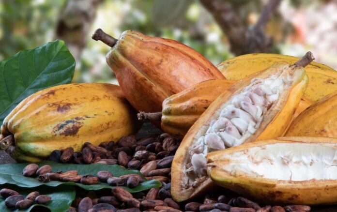día del cacao Fundación Nuestra Tierra