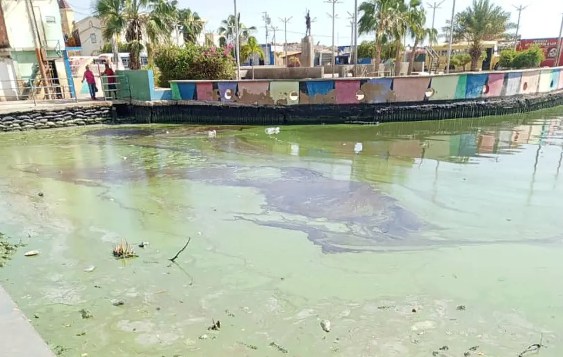 exhortan al gobierno nacional declarar emergencia ambiental y sanitaria por el lago de maracaibo laverdaddemonagas.com el verdin en el lago de maracaibo