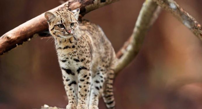 Identifican una nueva especie de felino en Colombia
