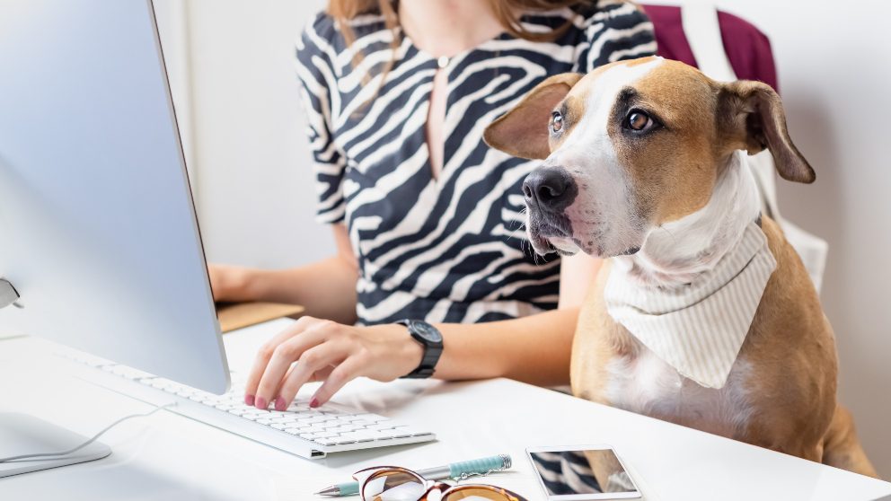 llevar las mascotas al trabajo la nueva propuesta de ley en mexico contra el estres y la ansiedad laverdaddemonagas.com puedes llevar tu perro al trabajo