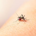 OMS alerta sobre casos de dengue en Europa