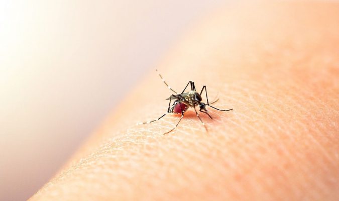 OMS alerta sobre casos de dengue en Europa