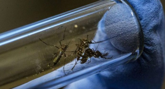 OMS alerta que el dengue en América puede aumentar en el segundo semestre