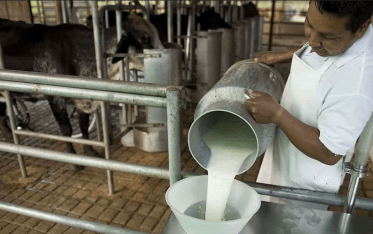Producción de leche está dirigida a la elaboración de quesos