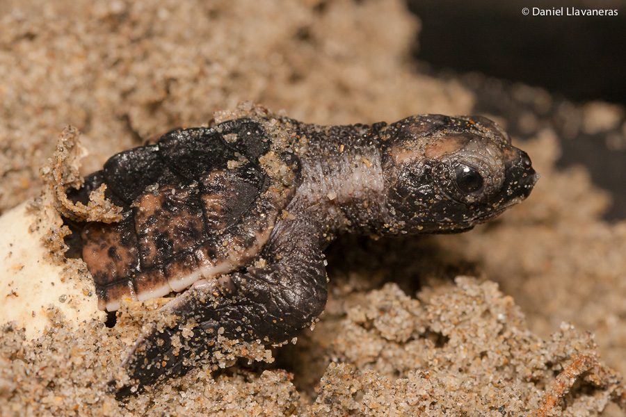 bancamiga se une a los esfuerzos de conservacion de las tortugas marinas en paria laverdaddemonagas.com tortugas balladares2 1